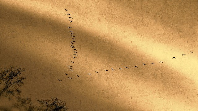 Una bandada de aves volando en formación de V sobre un cielo dorado